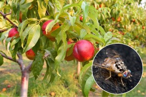 Pojačana prisutnost mediteranske voćne muhe - evo 3 načina kako djelovati
