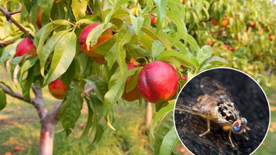 Pojačana prisutnost mediteranske voćne muhe - evo 3 načina kako djelovati