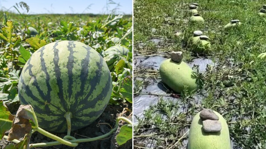 U Kini za uspješniji uzgoj stavljaju kamenje na lubenice - znate li zašto?