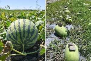 U Kini za uspješniji uzgoj stavljaju kamenje na lubenice - znate li zašto?