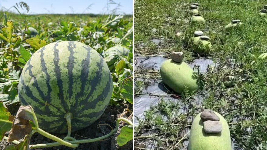 U Kini za uspješniji uzgoj stavljaju kamenje na lubenice - znate li zašto?