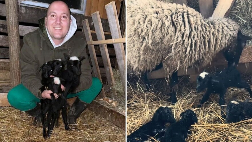 Ovca mu ojagnjila četvorke, Bokso sve zabilježilo na svom kanalu