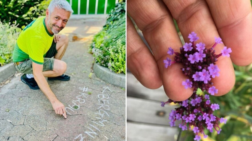 Postoji cvijeće koje je pčelama potpuno beskorisno - šta onda saditi u vrtovima?