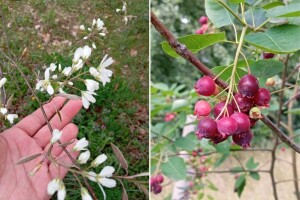 Mongolska borovnica: Malo ulaganja, puno roda i lekovita vrednost