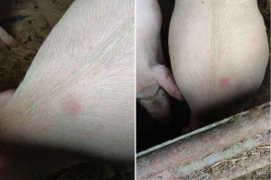 Vrbanac kod svinja: Kako prepoznati i što učiniti kod pojave simptoma?