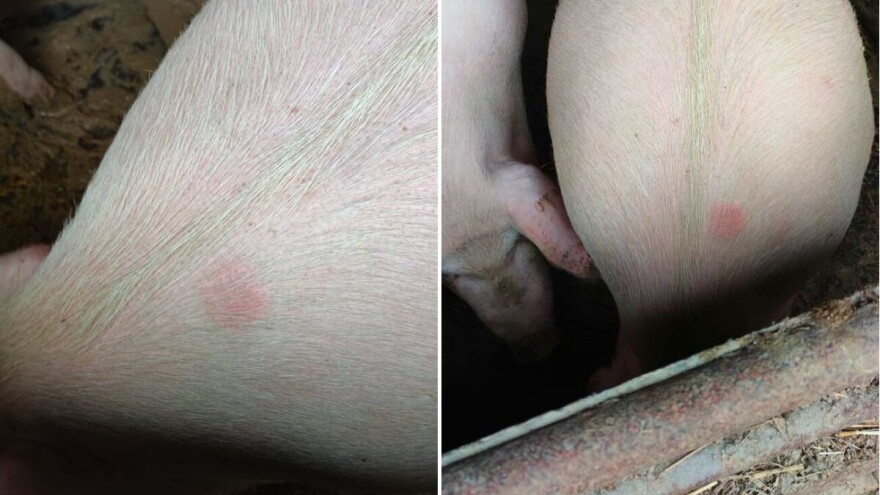 Vrbanac kod svinja: Kako prepoznati i što učiniti kod pojave simptoma?