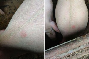 Kako prepoznati i šta učiniti ako se na farmi pojavi crveni vetar kod svinja?