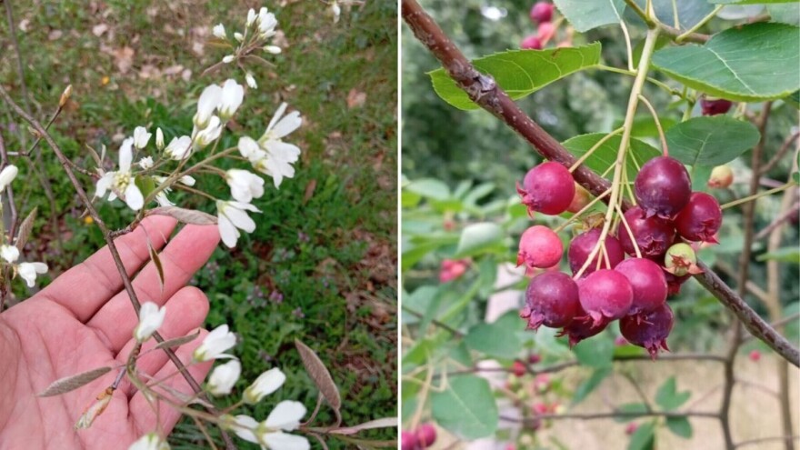 Mongolska borovnica: malo ulaganja, puno uroda i ljekovita vrijednost