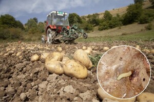 Alarm za proizvođače: Moljac preti krompirima - evo šta uraditi