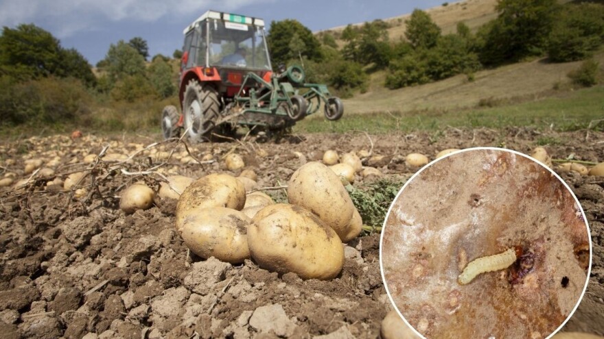Alarm za proizvođače: Moljac preti krompirima - evo šta uraditi