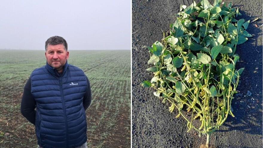 Damir Marošević: Usred suše do izražaja su došla ulaganja u usjeve