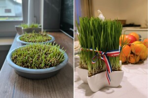 Tradicija na sv. Luciju: Provjereni savjeti i trikovi za bujnu božićnu pšenicu