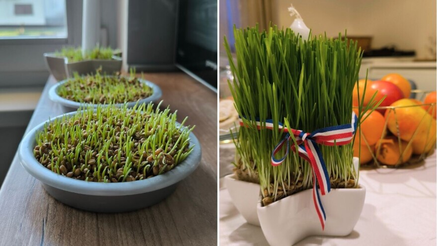 Tradicija na sv. Luciju: Provjereni savjeti i trikovi za bujnu božićnu pšenicu