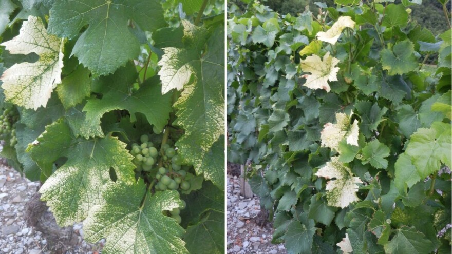 Zlatasto žutilo vinove loze prijeti vinogradima - evo preventivnih mjera