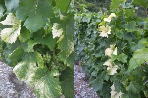 Zlatasto žutilo vinove loze preti vinogradima - evo preventivnih mera