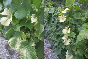 Zlatasto žutilo vinove loze preti vinogradima - evo preventivnih mera