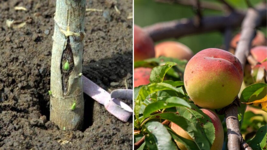 Kako kalemiti breskvu i nektarinu u avgustu - korak po korak