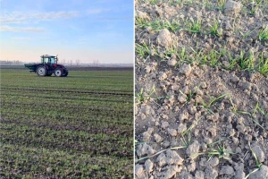 Potrebno sve više novca za prihranu pšenice - evo šta kažu ratari