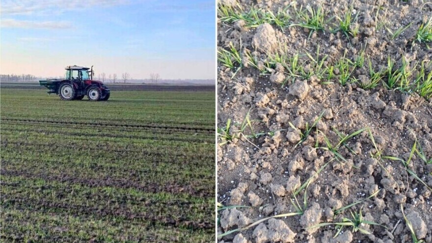 Potrebno sve više novca za prihranu pšenice - evo šta kažu ratari