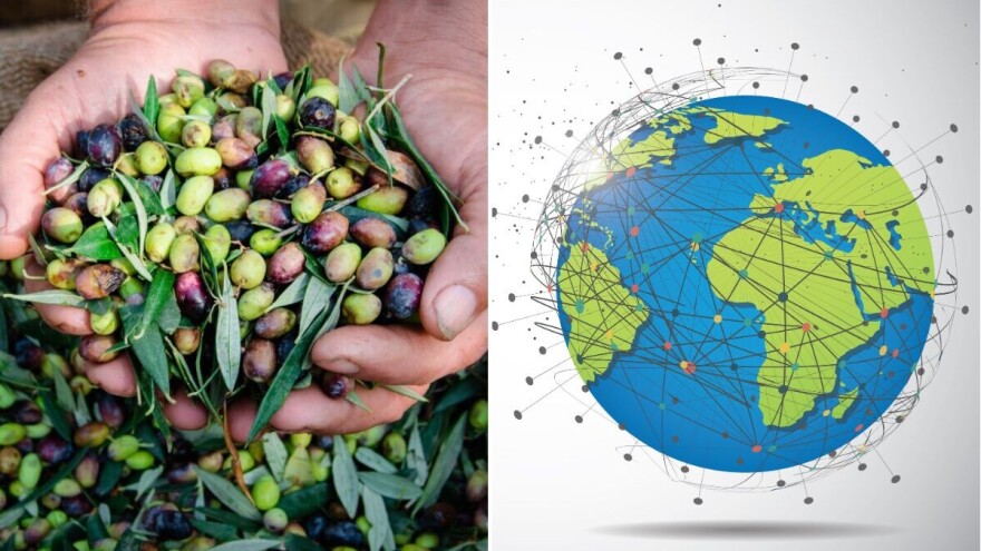 Maslina - drevno stablo koje hrani Mediteran