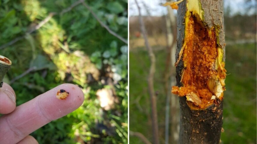 Orezati i spaliti grane zaražene bijelim drvotočcem - štete mogu biti ogromne