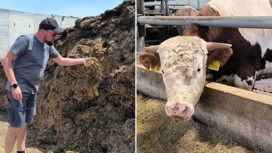 Kvalitetna krma - temelj tova goveda na jednoj od najvećih farmi u RH