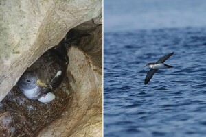 Hrvatska proširila ekološku mrežu Natura 2000 i na morsko područje