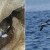 Hrvatska proširila ekološku mrežu Natura 2000 i na morsko područje