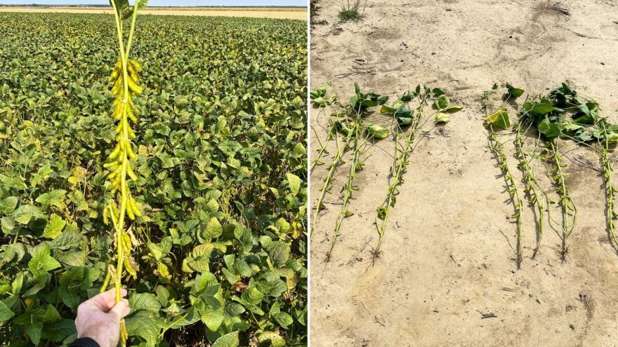 Soja traži pomoć - uključite biostimulator za bolju cvatnju i grananje