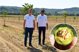 Je li orah Chandler isplativa budućnost naših voćnjaka?