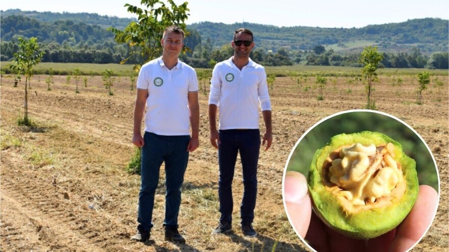 Je li orah Chandler isplativa budućnost naših voćnjaka?