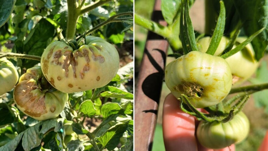 Šta se događa s paradajzom?