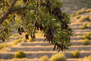 Vrijednost uzgoja rogača