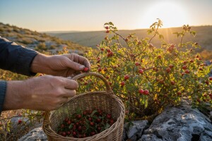 Vrijeme berbe šipka