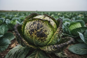 Vrijeme i domaće sjeme uzrokovali bolesti kupusa
