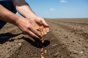 Vrijeme je sjetve graha