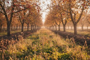 Vrijeme je za suzbijanje višegodišnjih korova!