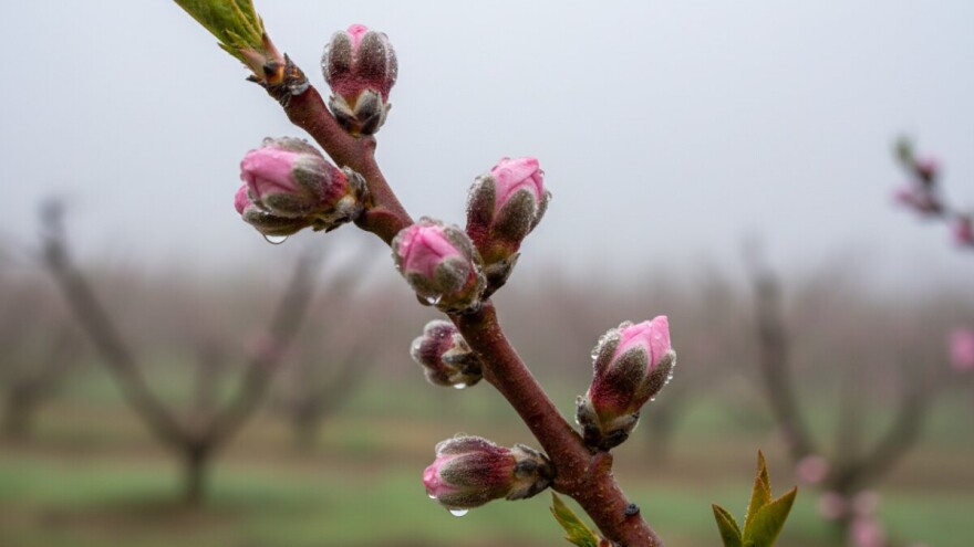 Vrijeme je za zaštitu koštičavih vrsta