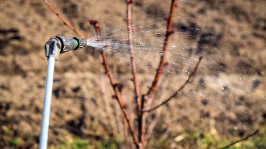 Vrijeme je za zimsku zaštitu koštičavog voća: Kako spriječiti bolesti prije kretanja vegetacije
