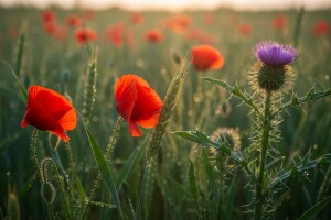 Vrijeme je zaštite žitarica, odaberite kvalitetu i sigurnost
