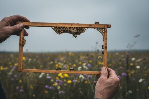 Vrijeme naškodilo pčelama