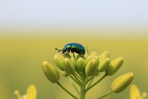 Vrijeme pogoduje repičinom sjajniku, suzbijte ga