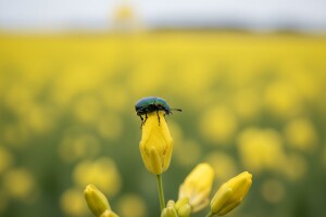 Vrijeme pogoduje repičinu sjajniku, suzbijte ga