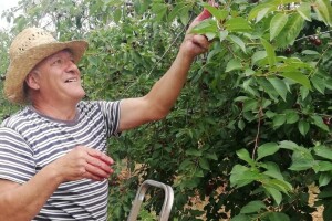 S 1.500, urod u Ravnim kotarima spao na 40 tona marašaka