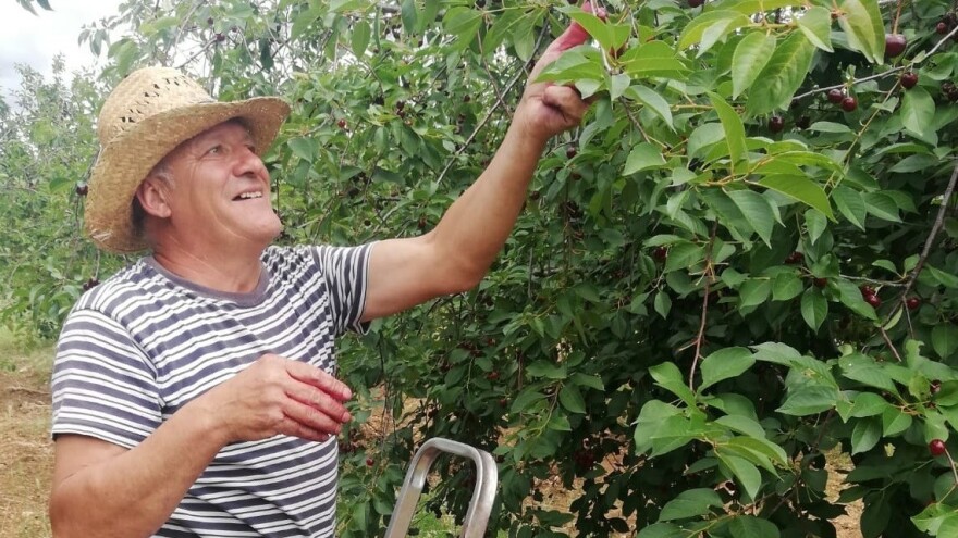 S 1.500, urod u Ravnim kotarima spao na 40 tona marašaka