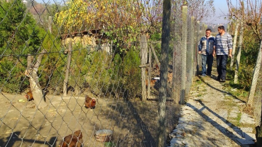 Dnevni pilići kokoši hrvatice već su rasprodani!