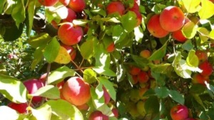 Alternativna rodnost voćaka