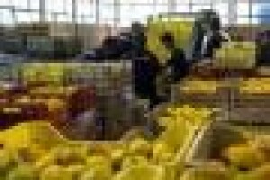 Dug za mandarine: izigrani poljoprivrednici dobit će državne poticaje