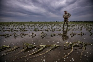 Vršac: Najveće štete na kukuruzu