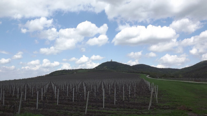 Novi vlasnik obnavlja "Vršačke vinograde"